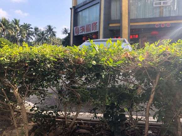 九里香下山桩分大叶和小叶的方法 图片