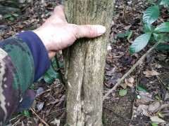 九里香下山桩 15公分的 有价值挖吗 图片