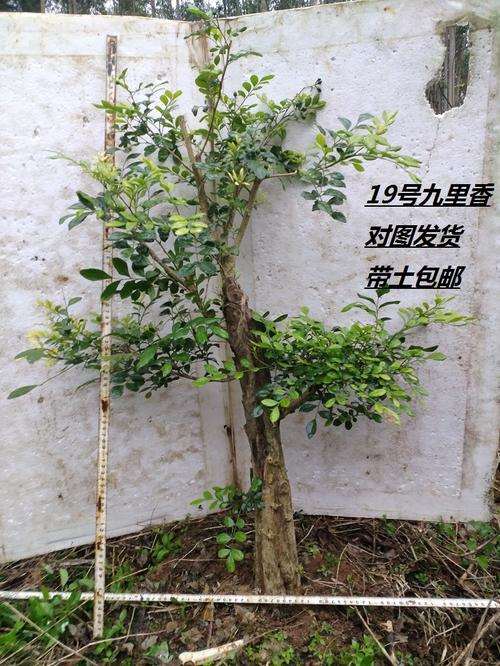 秋季北方还可以栽九里香下山桩吗 图片