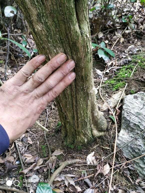 秋季北方还可以栽九里香下山桩吗 图片