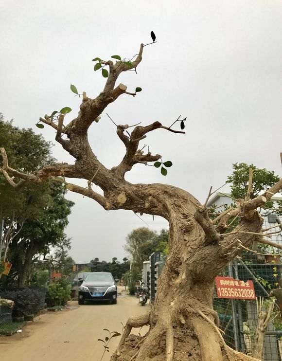 贵州九里香下山桩 1100元 怎么样 图片