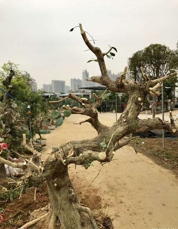 贵州九里香下山桩 1100元 怎么样 图片