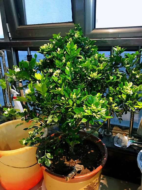 九里香下山桩花后 怎么修剪的方法 图片