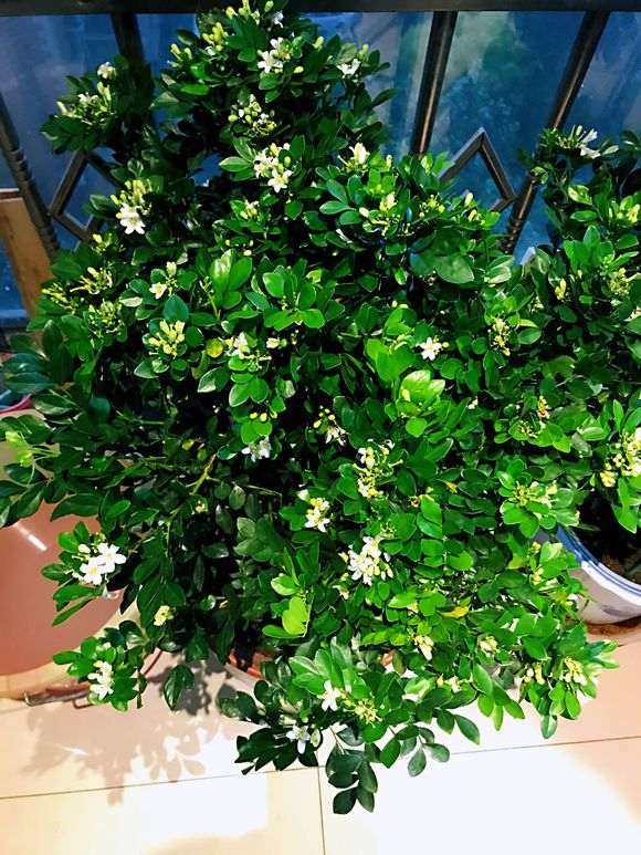 九里香下山桩花后 怎么修剪的方法 图片