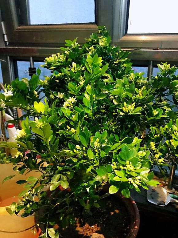 九里香下山桩花后 怎么修剪的方法 图片