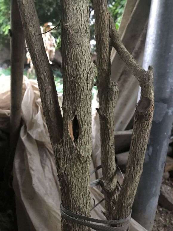 九里香下山桩有虫如何驱虫 怎么样 图片