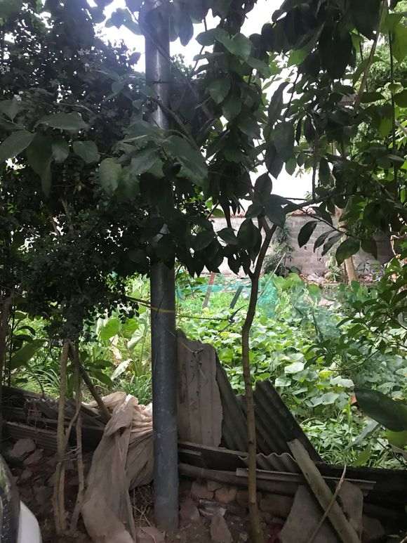 九里香下山桩有虫如何驱虫 怎么样 图片