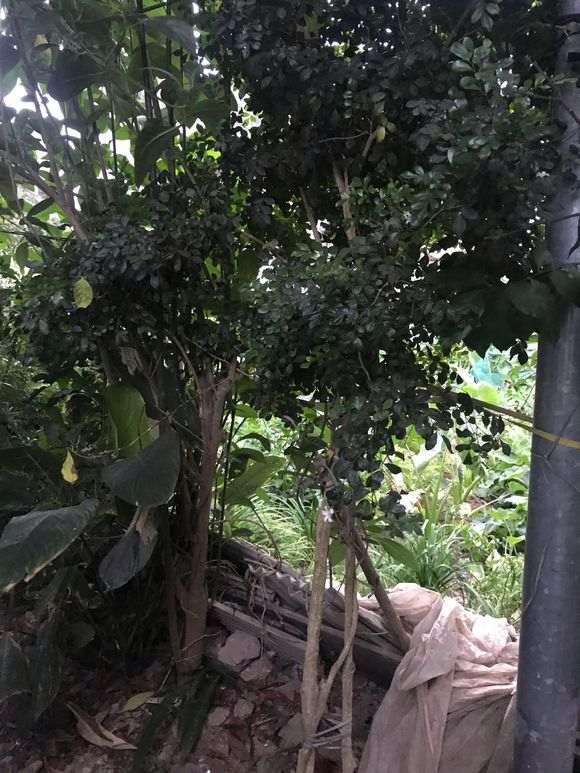 九里香下山桩有虫如何驱虫 怎么样 图片