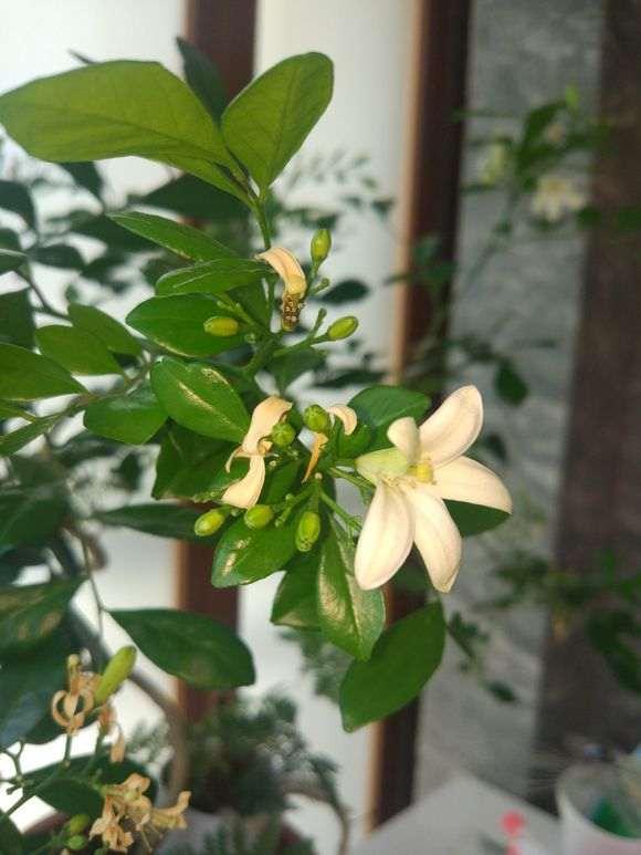 九里香下山桩花朵就开一天就败了吗 图片