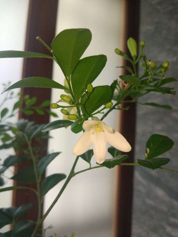 九里香下山桩花朵就开一天就败了吗 图片