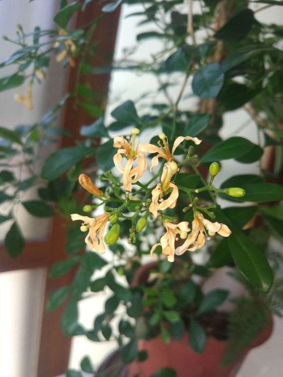 九里香下山桩花朵就开一天就败了吗 图片