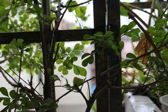 九里香下山桩不开花 什么问题 图片