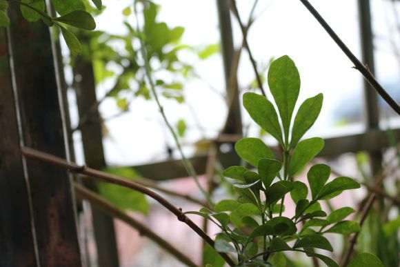 九里香下山桩不开花 什么问题 图片