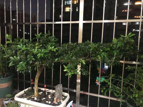 九里香下山桩枝条木化 怎么办 图片
