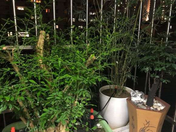 九里香下山桩枝条木化 怎么办 图片