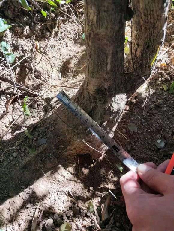 福建九里香下山桩 30元 怎么样 图片