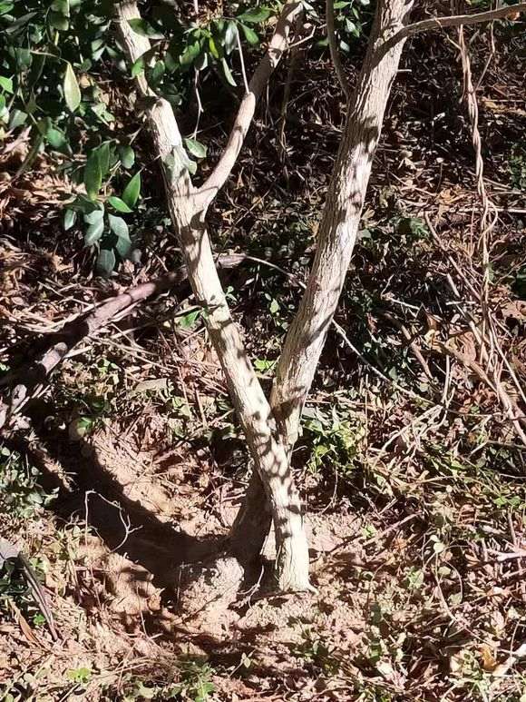 福建九里香下山桩 30元 怎么样 图片