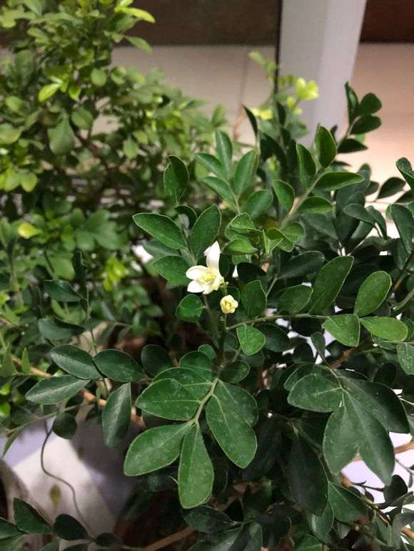 我这个是九里香下山桩吗 没有香味 图片