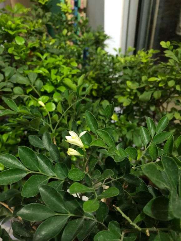 我这个是九里香下山桩吗 没有香味 图片