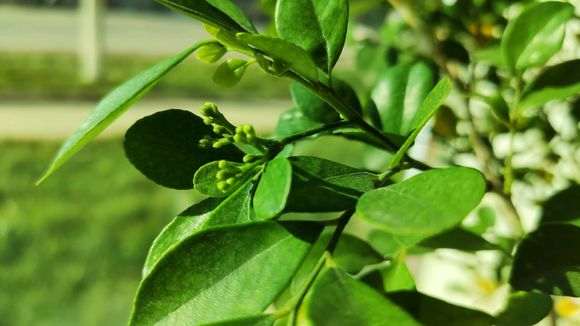  九里香下山桩冬天耐寒吗 注意什么 图片