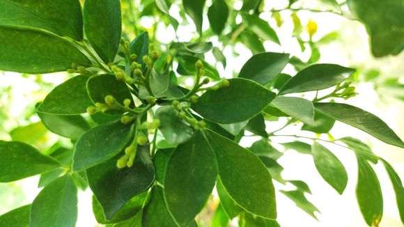  九里香下山桩冬天耐寒吗 注意什么 图片