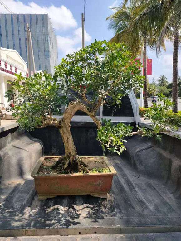 这棵九里香下山桩值多少钱啊 图片