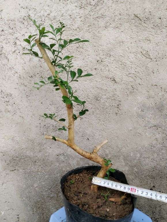 九里香下山桩几月份发芽 怎么办 图片