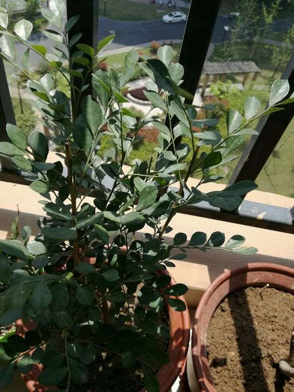 为什么九里香下山桩 还不发芽 怎么办