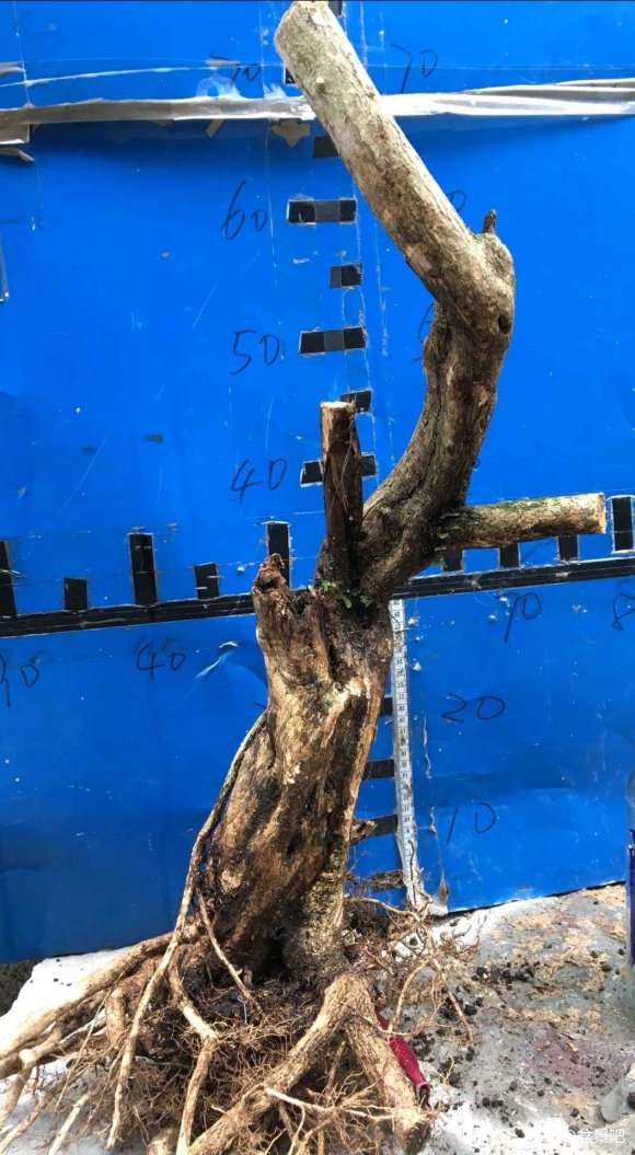 九里香下山桩 上盆半年 怎么修剪 图片