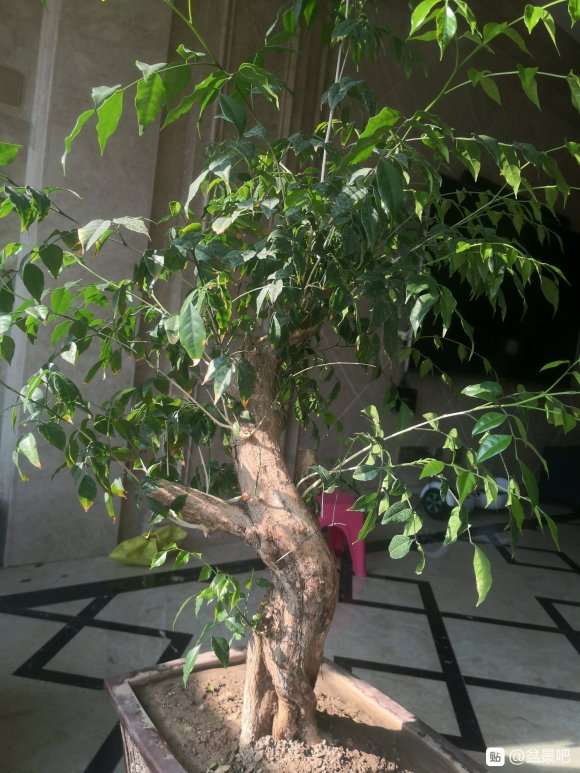 九里香下山桩 上盆半年 怎么修剪 图片