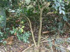 九里香下山桩怎么晒太阳的方法 图片