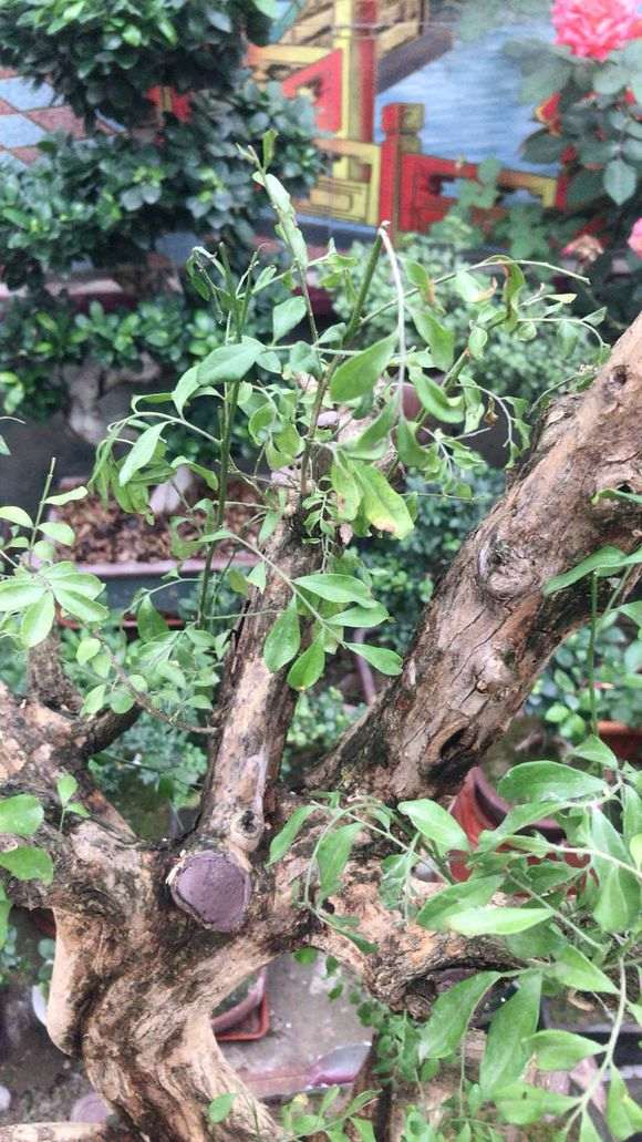 九里香下山桩叶子发黄 怎么办 图片