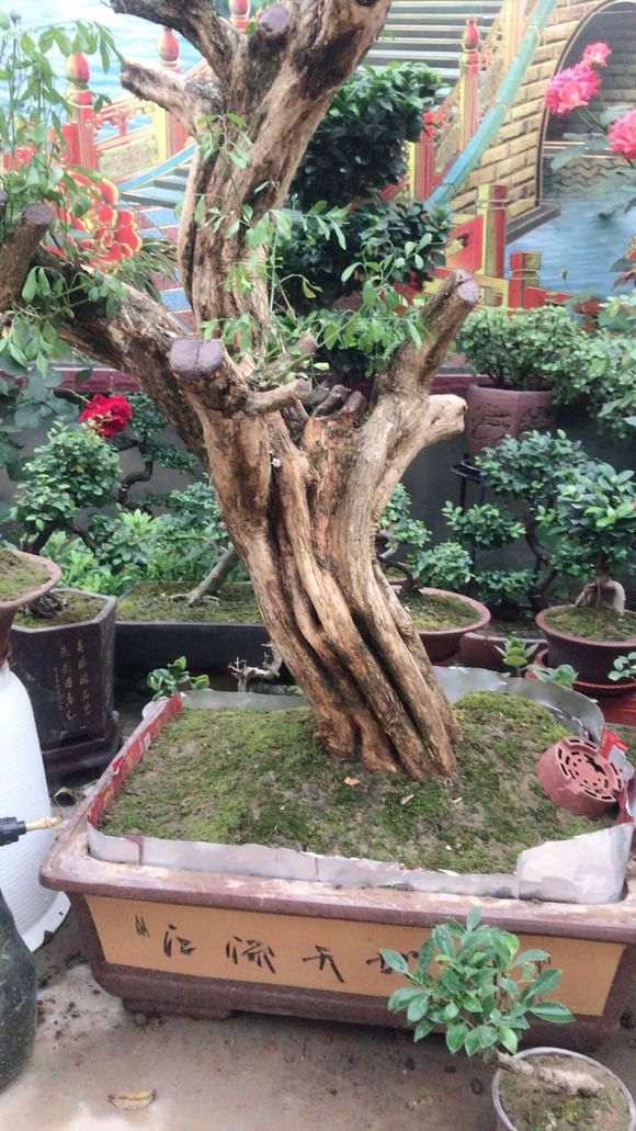 九里香下山桩叶子发黄 怎么办 图片