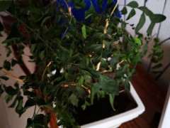 九里香下山桩干枝了 怎么办 图片