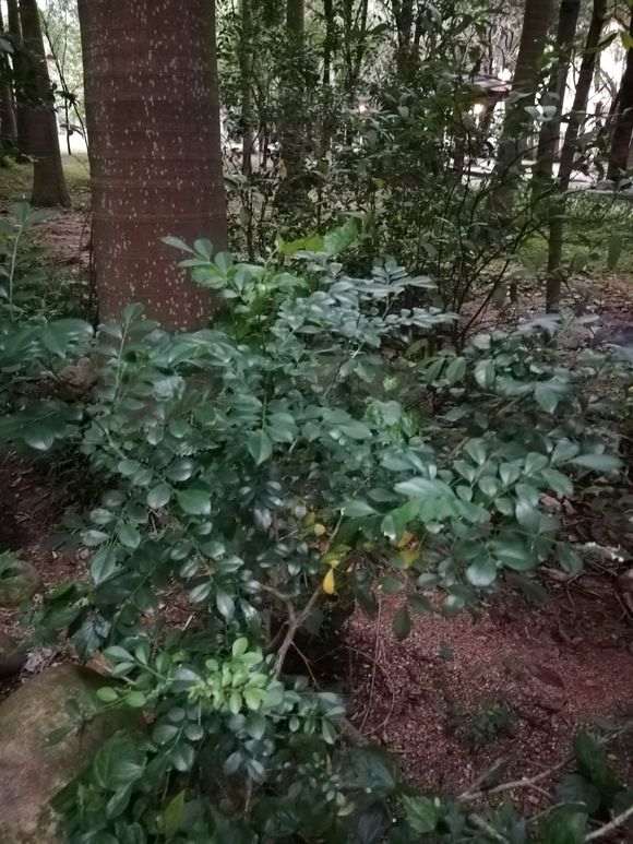 九里香下山桩什么时候长花苞 怎么办 图片