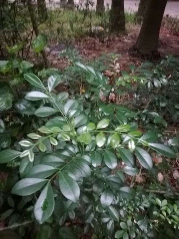 九里香下山桩什么时候长花苞 怎么办 图片