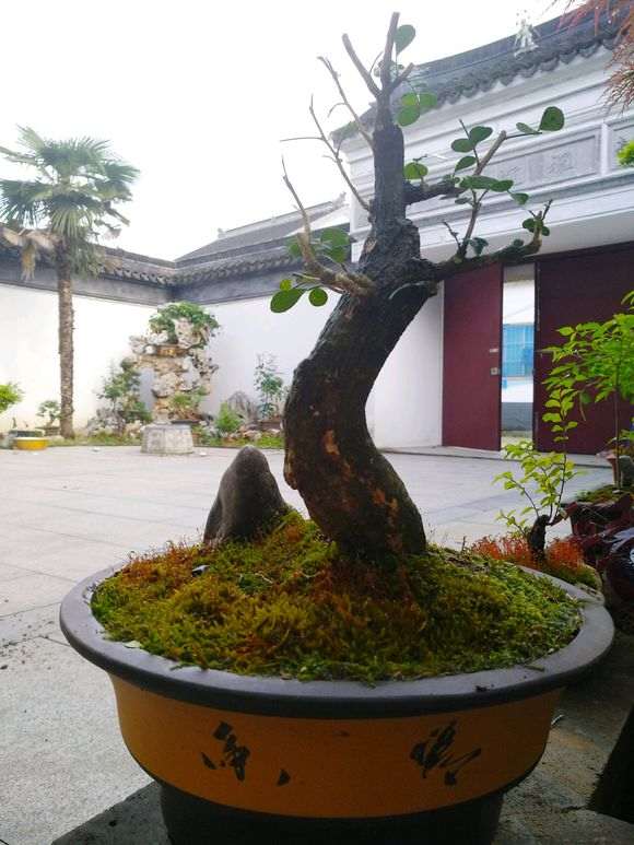 九里香下山桩 这样栽可以吗 怎么样 图片