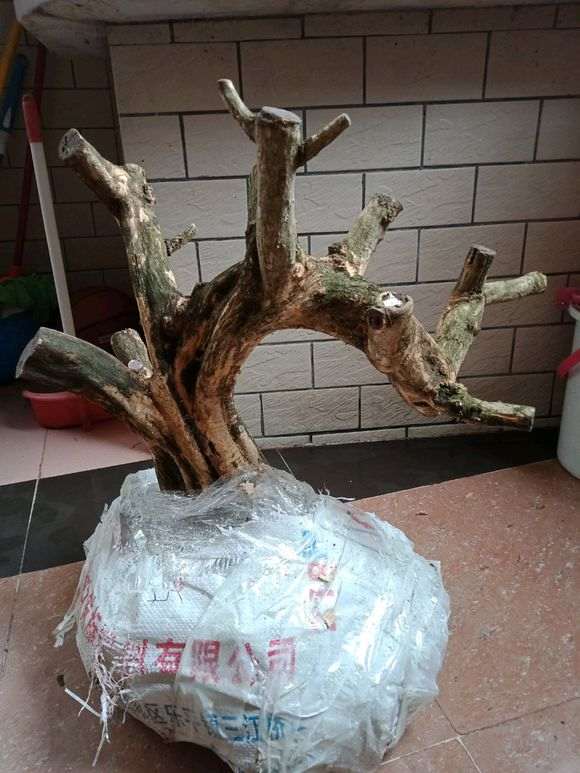 九里香下山桩怎么上盆圈根的方法 图片