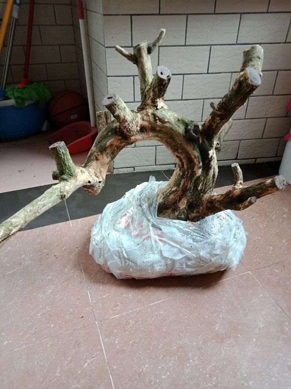 九里香下山桩怎么上盆圈根的方法 图片