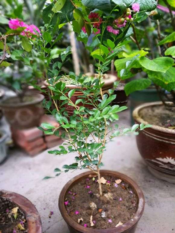 九里香下山桩小苗怎样养护 怎么办 图片