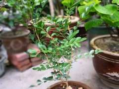 九里香下山桩小苗怎样养护 怎么办 图片