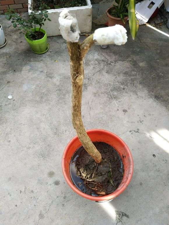九里香下山桩怎么高位压条的方法