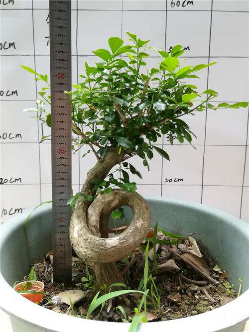 九里香下山桩能耐最低温度是多少 图片