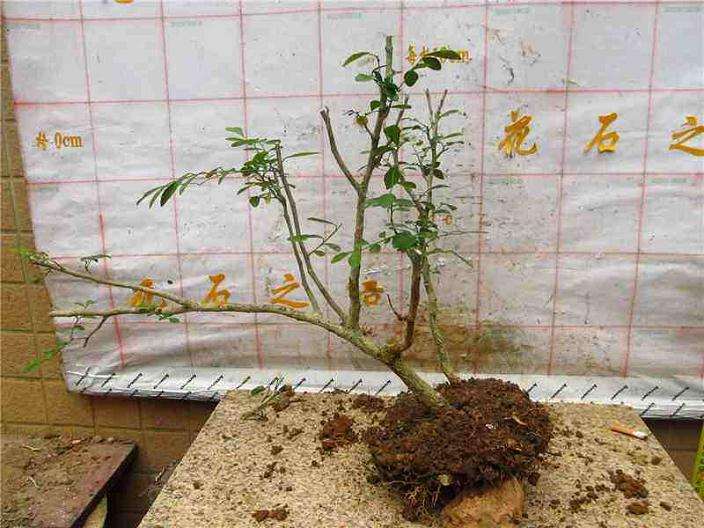 九里香下山桩能耐最低温度是多少 图片