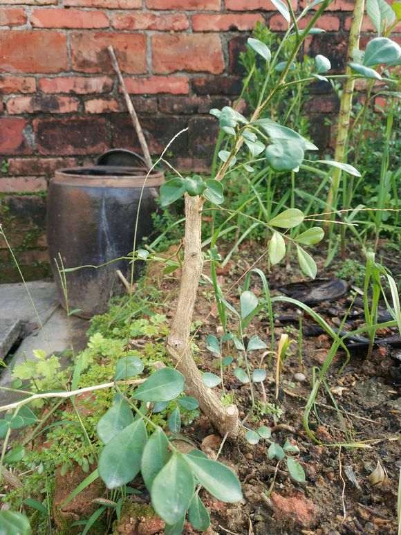 九里香下山桩能耐最低温度是多少 图片