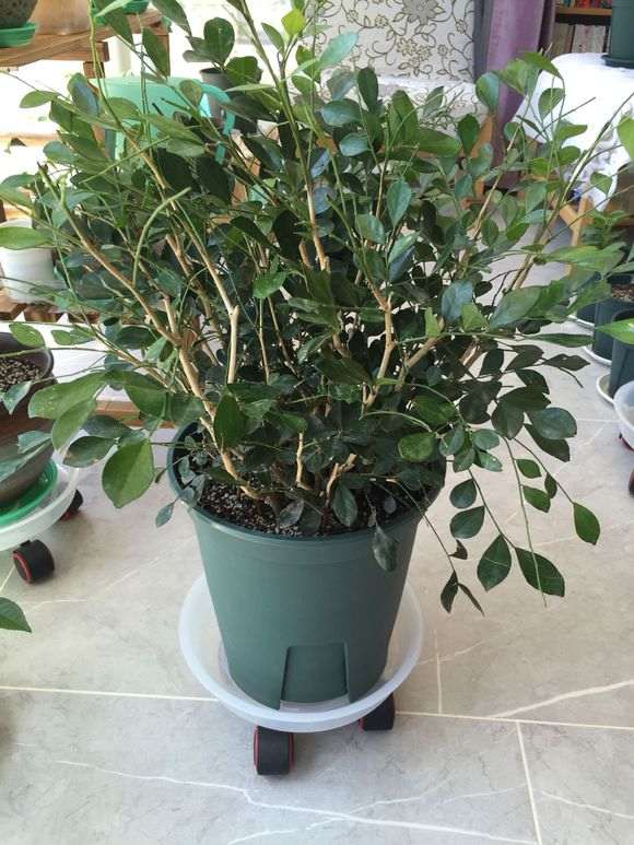 丛生九里香下山桩像乱草 怎么办 图片