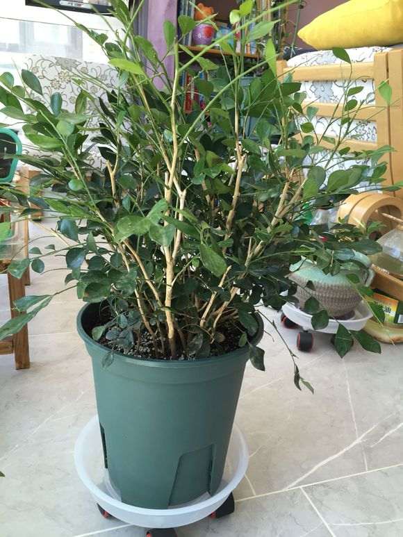 丛生九里香下山桩像乱草 怎么办 图片