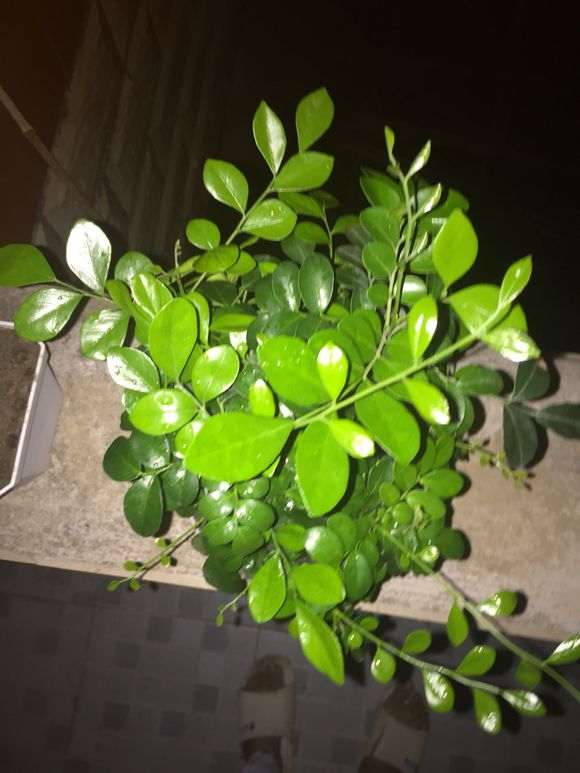 丛生九里香下山桩像乱草 怎么办 图片