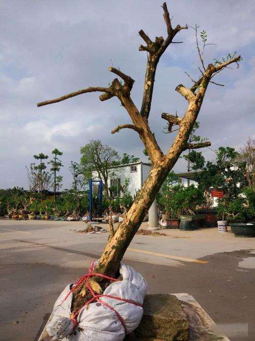 九里香下山桩平日怎么养护 什么方法