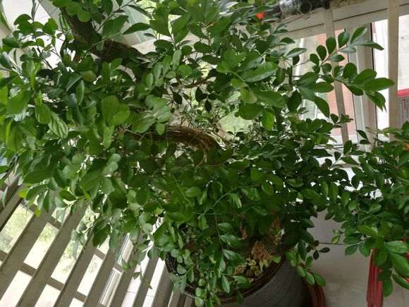 九里香下山桩施肥用什么肥 最好 图片